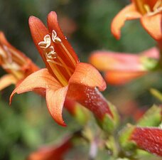 Keckiella ternata flower